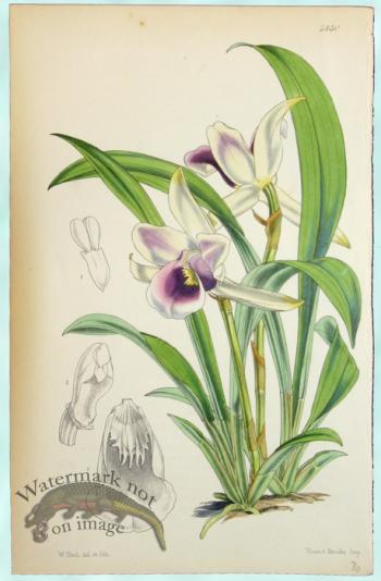 Curtis Orchids 01